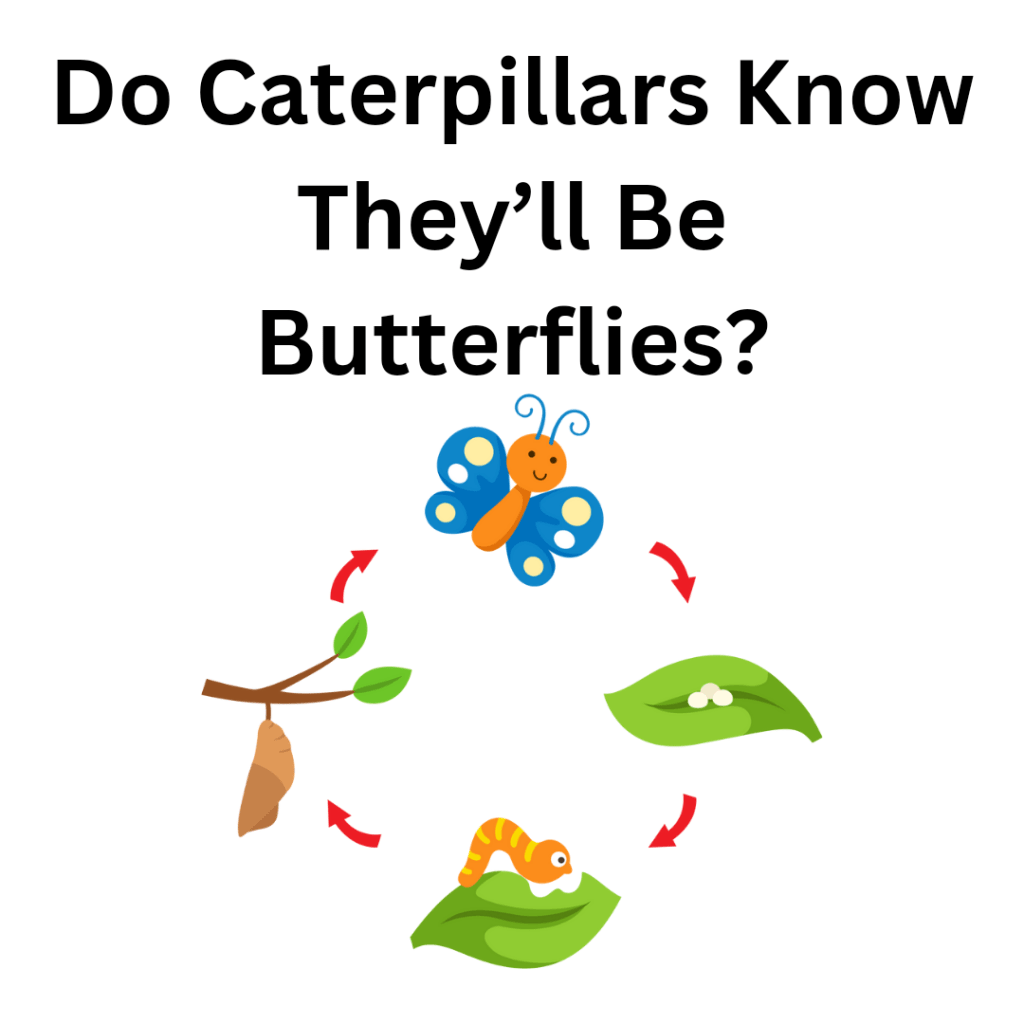 Do caterpillars 🐛 know they will be a butterfly 🦋&nbsp;?